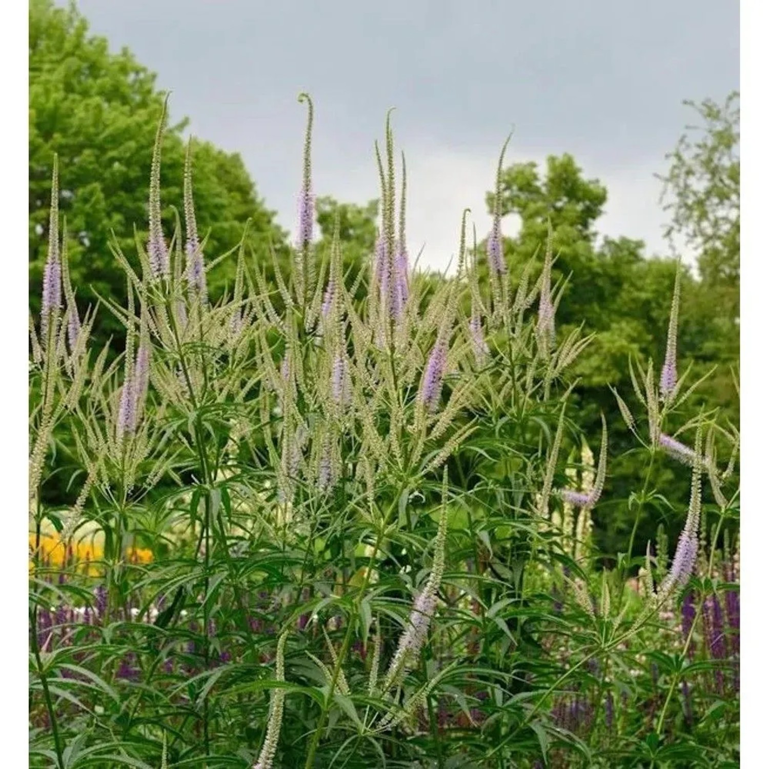 Virginischer Riesen Ehrenpreis Lavendelturm - Veronicastrum virginicum