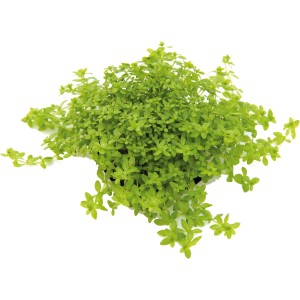 Dennerle Plants Aquariumpflanze Hemianthus Glomeratus, hellgrüne Wasserpflanze für das Aquarium.