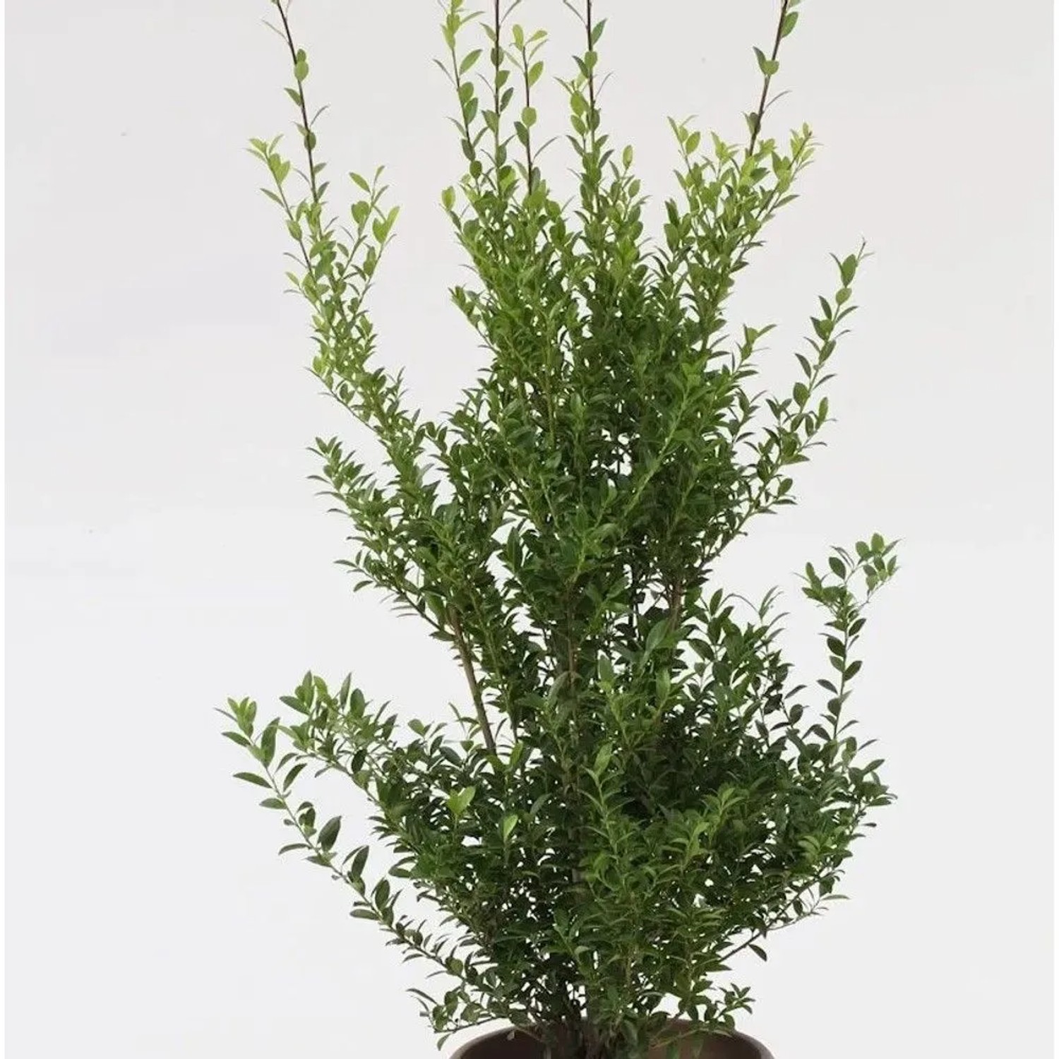 Glänzender Japanische Ilex Impala 30-40cm - Ilex maximowicziana