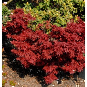 Fächerahorn Aratama (Acer buergerianum) mit tiefroten Blättern im Garten.