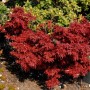 Fächerahorn Aratama (Acer buergerianum) mit tiefroten Blättern im Garten.