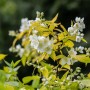Goldgelber Duftjasmin (Philadelphus Coronarius Aureus) mit weißen Blüten und goldgelbem Laub.