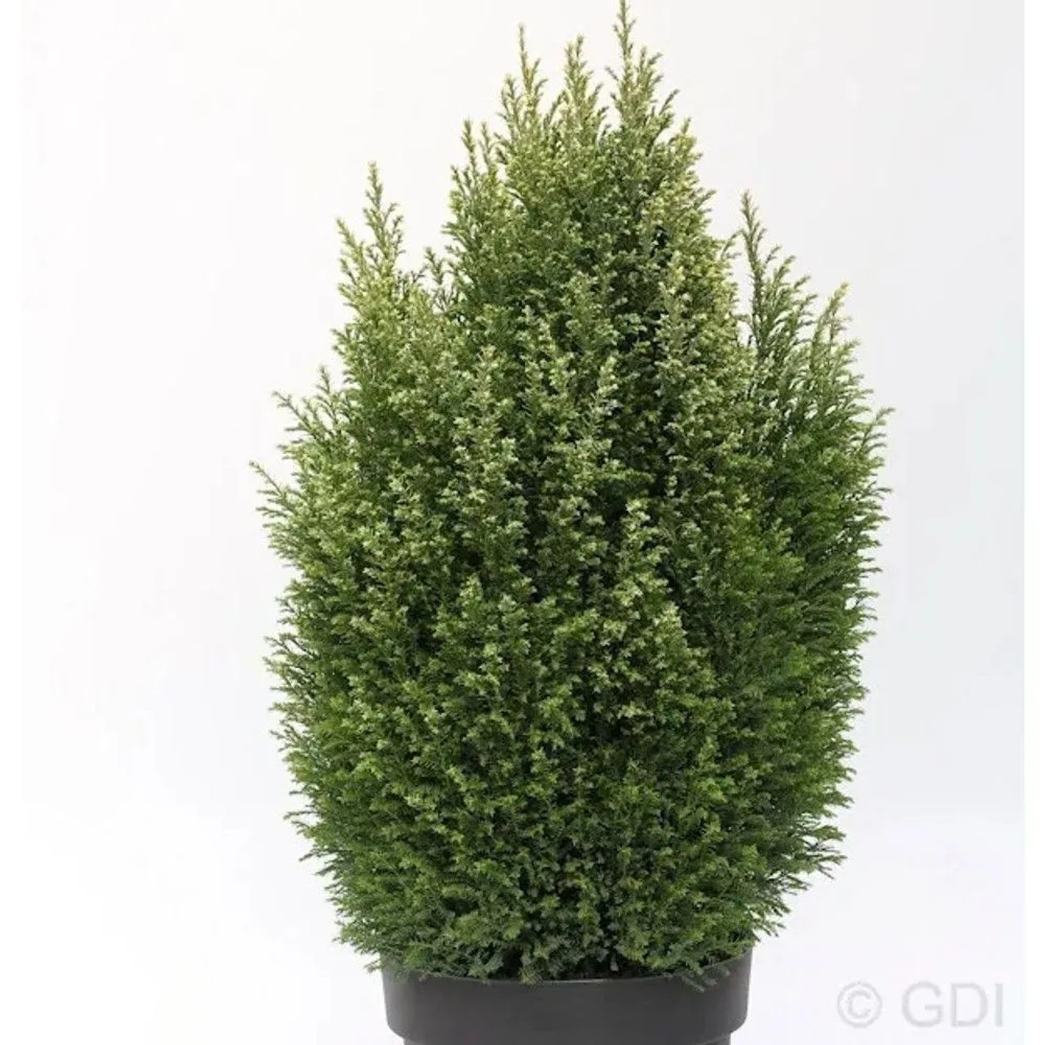 Gartenzypresse Snow White 30-40cm - Chamaecyparis,awsoniana