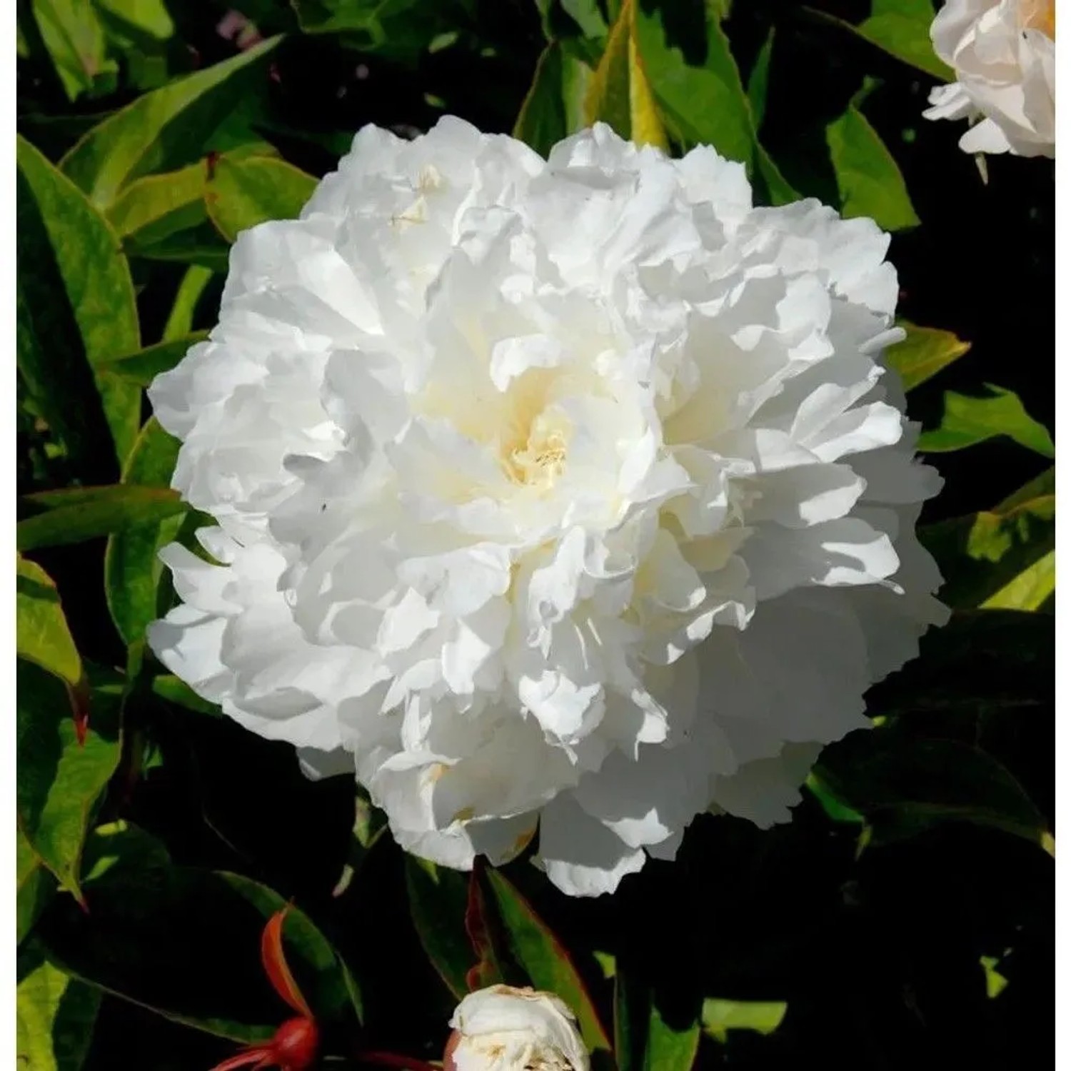 Edelpfingstrose Shirley Temple - Paeonia,actiflora