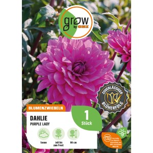 GROW by OBI Dahlie Purple Lady, violette Blüte, ca. 90cm hoch. Blumenzwiebel für Beet und Kübel.