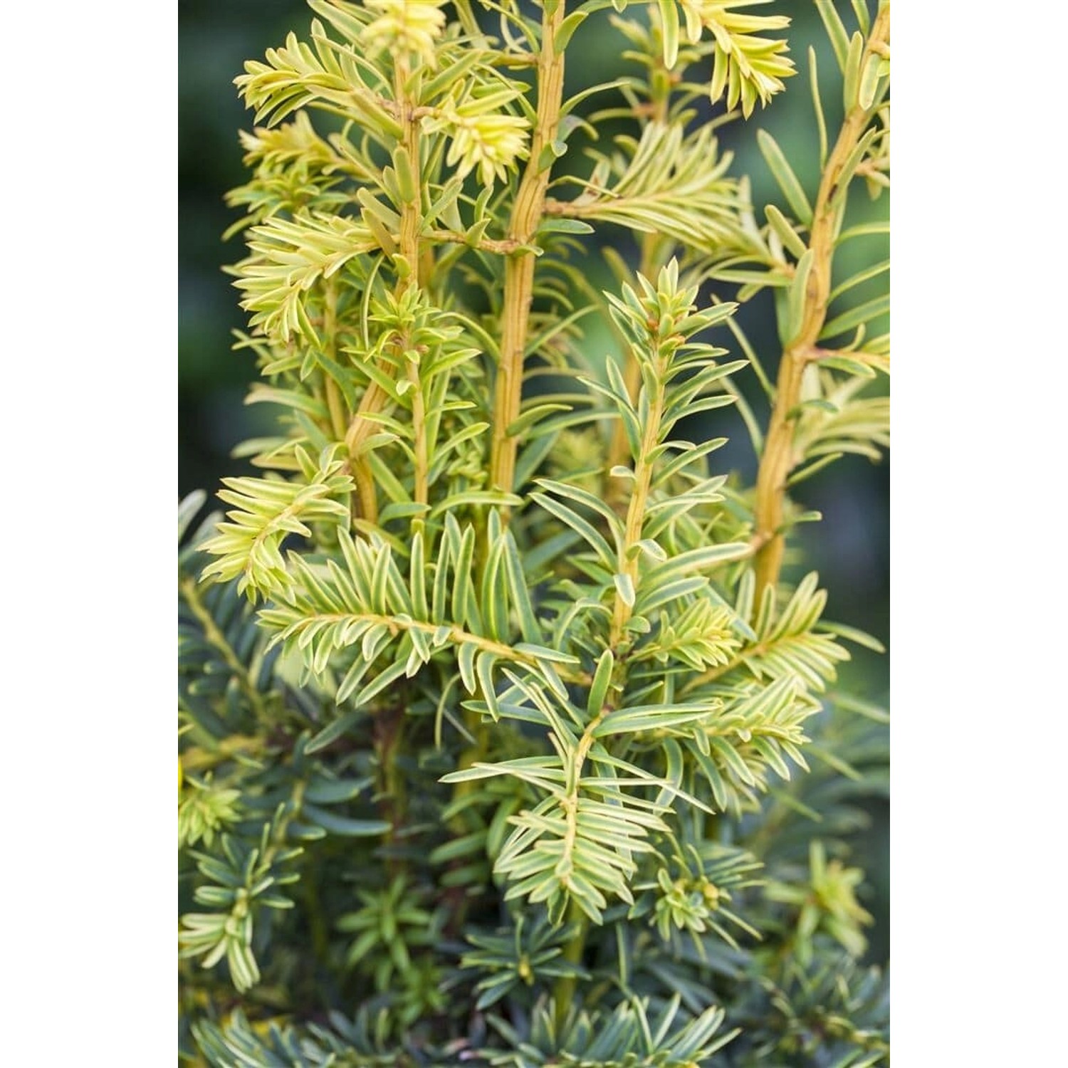 Taxus Baccata Dovastonii Aurea Gelbe Eibe 40–50 cm günstig online kaufen