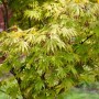 Japanischer Ahorn 'Autumn Glory' mit grünen Blättern, ca. 175-200 cm hoch.