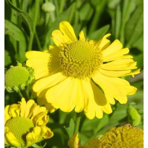 Gelbe Herbst-Sonnenbraut 'Magnificum' (Helenium autumnale) im Detail.