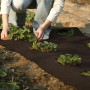 Dunkelbraune Kokosmatte als Winterschutz im Gartenbeet mit Erdbeerpflanzen.