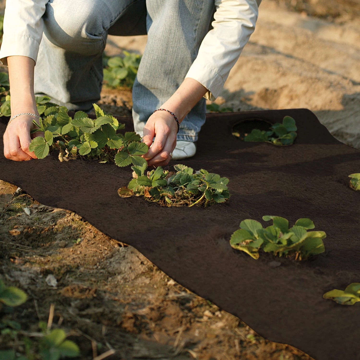 Dunkelbraune Kokosmatte als Winterschutz im Gartenbeet mit Erdbeerpflanzen.