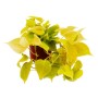Gelbgrüner Philodendron Scandens Lime im 12cm Topf, eine exotische Kletterpflanze.
