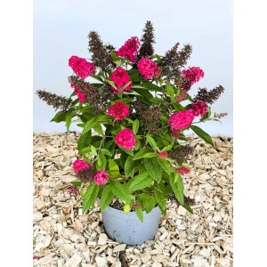 Zwerg Sommerflieder 'Little Ruby' im Topf mit rubinroten Blüten auf Holzspänen, ideal für Garten & Balkon.