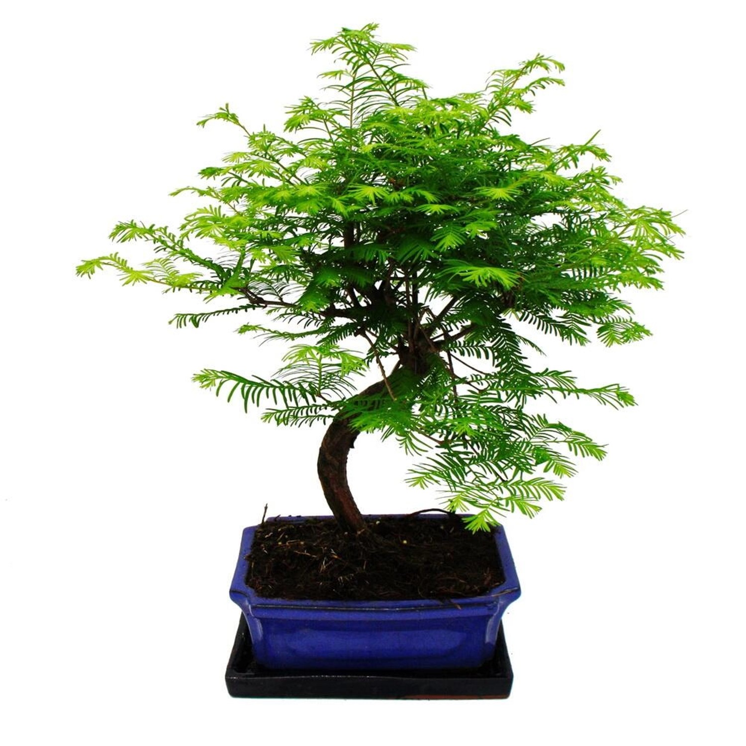 Exotenherz Outdoor-Bonsai Metasequoia Glyptostroboides Urwelt-Mmutbaum 23cm Schale