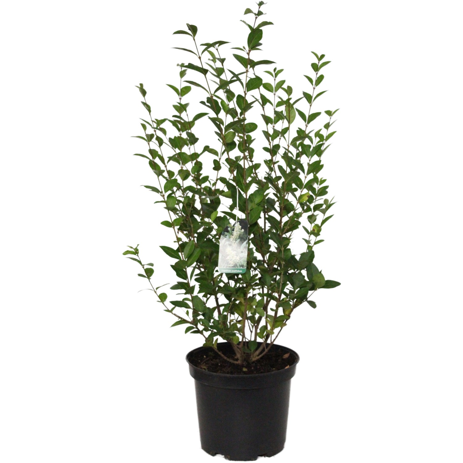 Ovalblättriger Liguster Höhe ca. 40 - 60 cm Topf ca. 5 l Ligustrum ovalifol günstig online kaufen