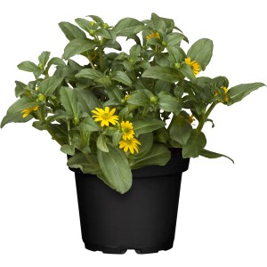 Husarenknopf Gelb im Topf, Sanvitalia procumbens, Sommerpflanze mit kleinen gelben Blüten.