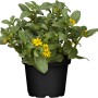 Husarenknopf Gelb im Topf, Sanvitalia procumbens, Sommerpflanze mit kleinen gelben Blüten.