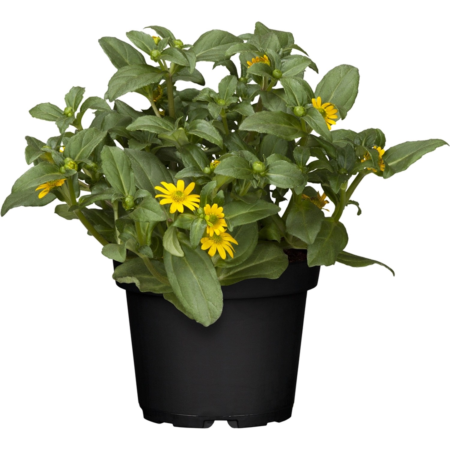 Husarenknopf Gelb Topf-Ø ca. 12 cm Sanvitalia procumbens günstig online kaufen