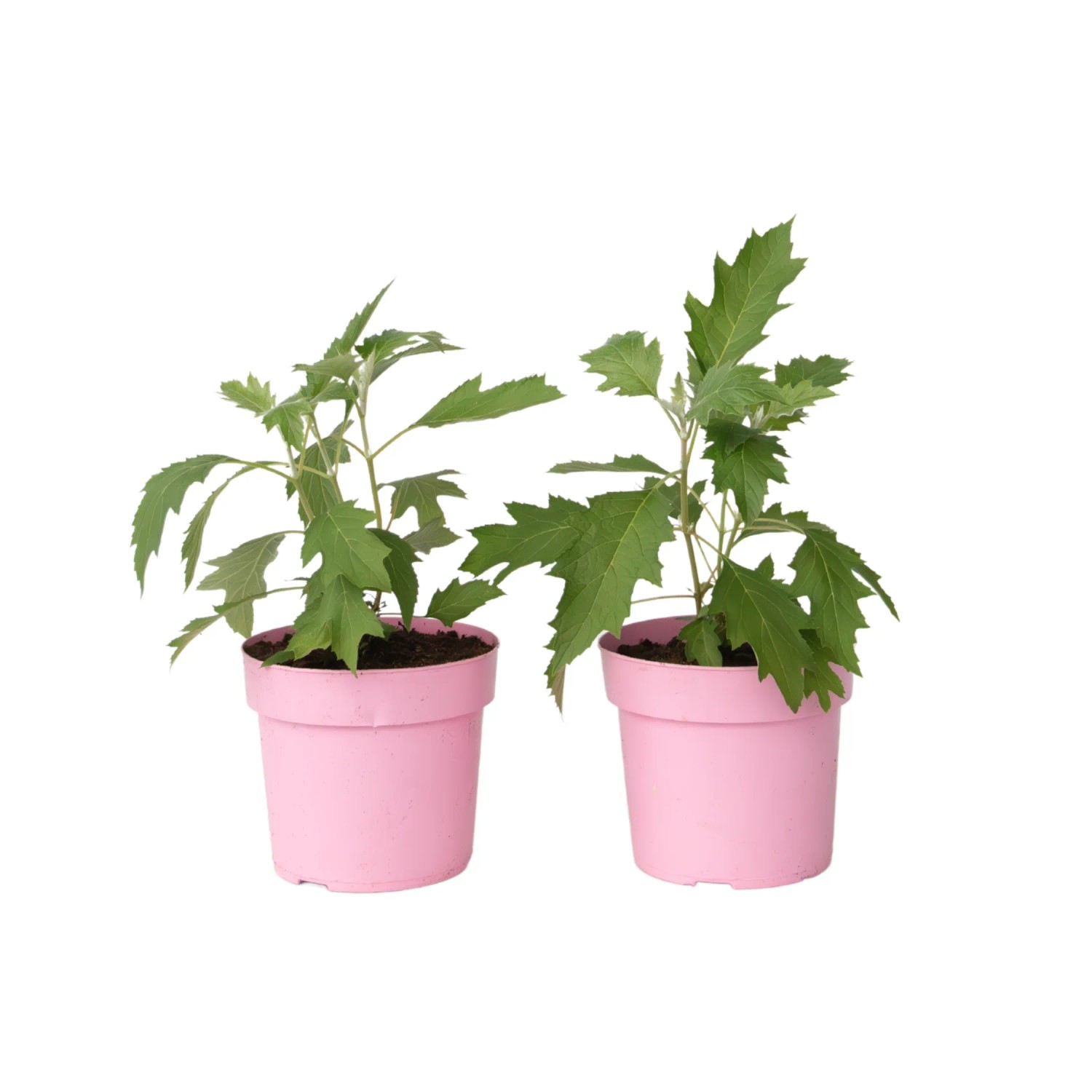 Plant In A Box Hortensien X2  Hydrangea 'Ice Crystal' Höhe 25cm Ø19 Weiß