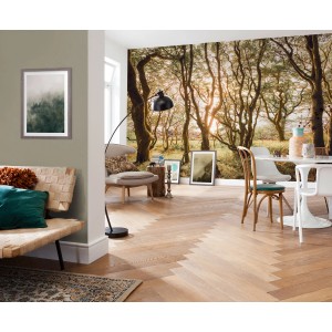 Komar Fototapete Bold Birch (400x250cm) im Raum, zeigt Birkenwald mit Sonnenlicht.