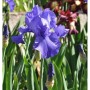 Nahaufnahme einer blauen Schwertlilie (Iris barbata) im Gartenbeet.