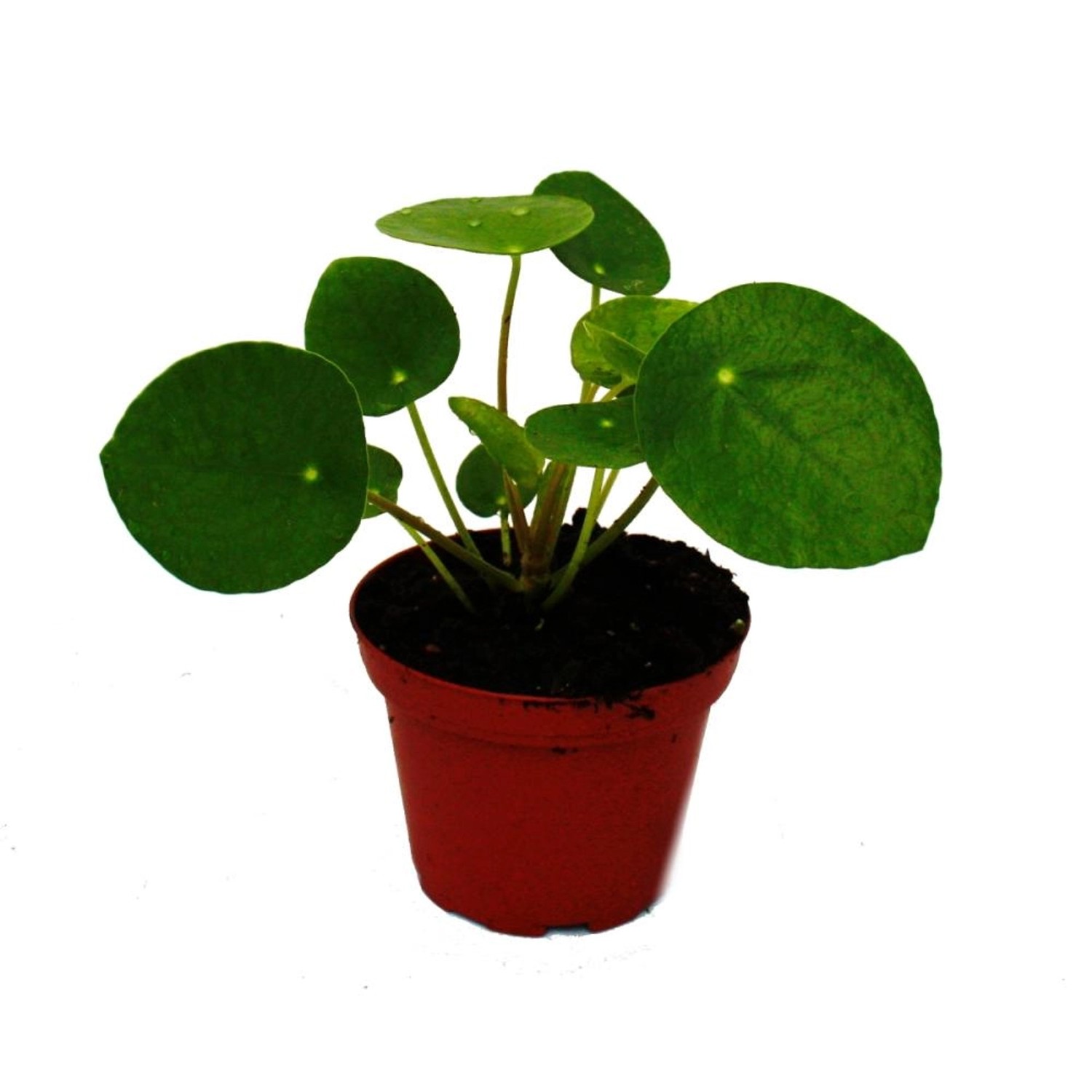 Exotenherz Mini Pilea Peperomioides Glückstaler Chinesischer Geldbaum Bauchnabelpflanze im 5,5cm Topf