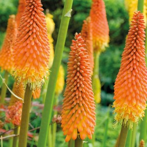 Nahaufnahme der orange-gelben Blütenstände der Fackellilie Red Hot Poker (Kniphofia uvaria).