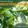 Fruchtender Limettenbaum (Citrus aurantifolia) mit reifen, grünen Limetten am Baum.
