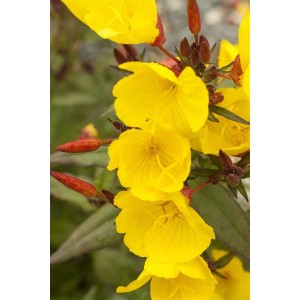 Gelbe Gemeine Nachtkerze (Oenothera biennis) im 9x9 cm Topf, Nahaufnahme der Blüten.