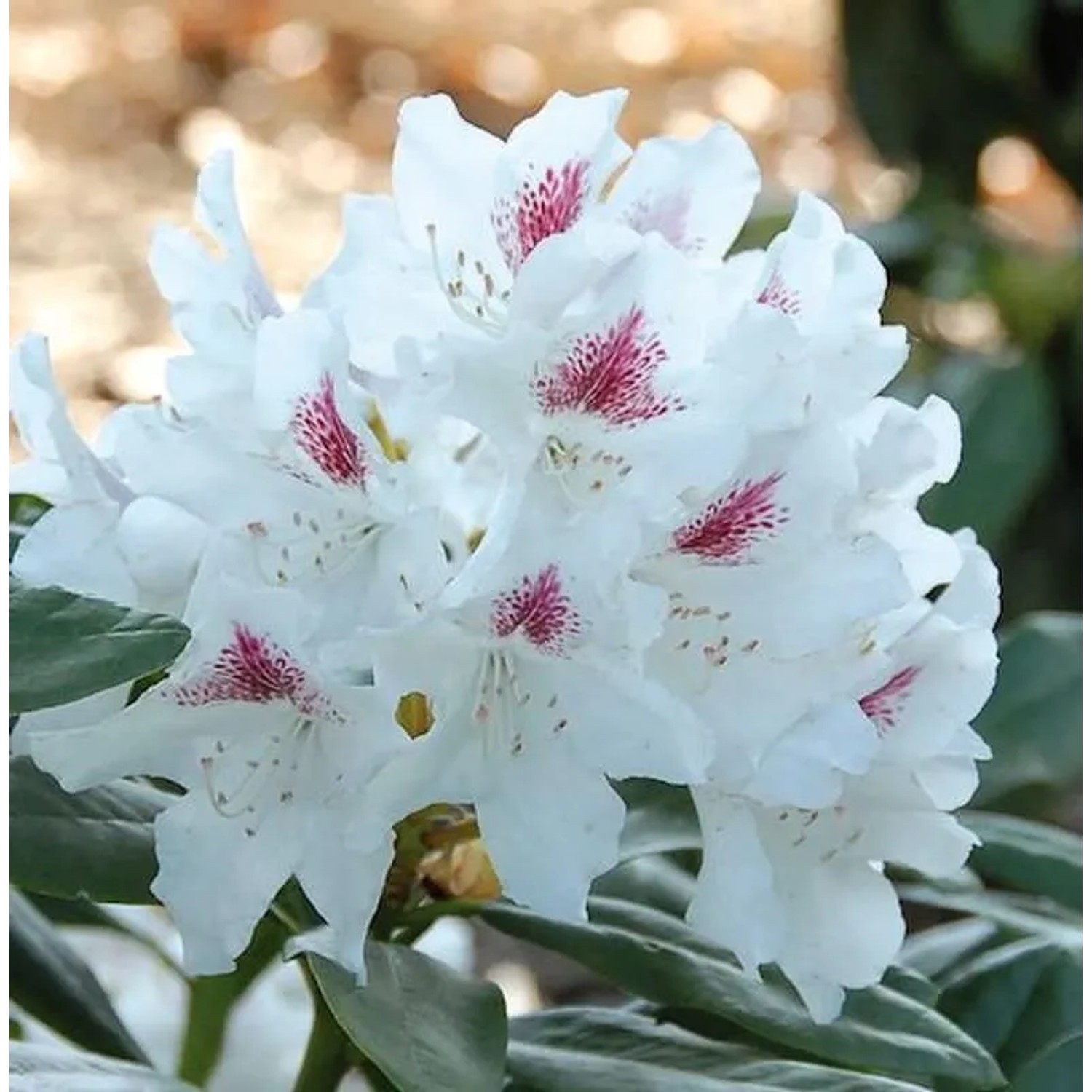 Großblumige Rhododendron Schneeauge 50-60cm - Alpenrose