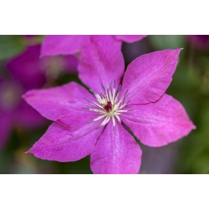 Nahaufnahme einer violetten Clematis Viticella (Italienische Waldrebe) Blüte.
