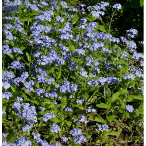 Blühendes Sumpfvergissmeinnicht 'Victoria Indigoblau' im Gartenbeet.