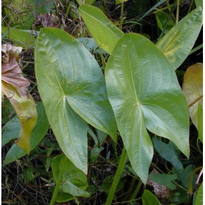 Nahaufnahme von grünen, pfeilförmigen Blättern des Bleitblättrigen Pfeilkrauts (Sagittaria latifolia).