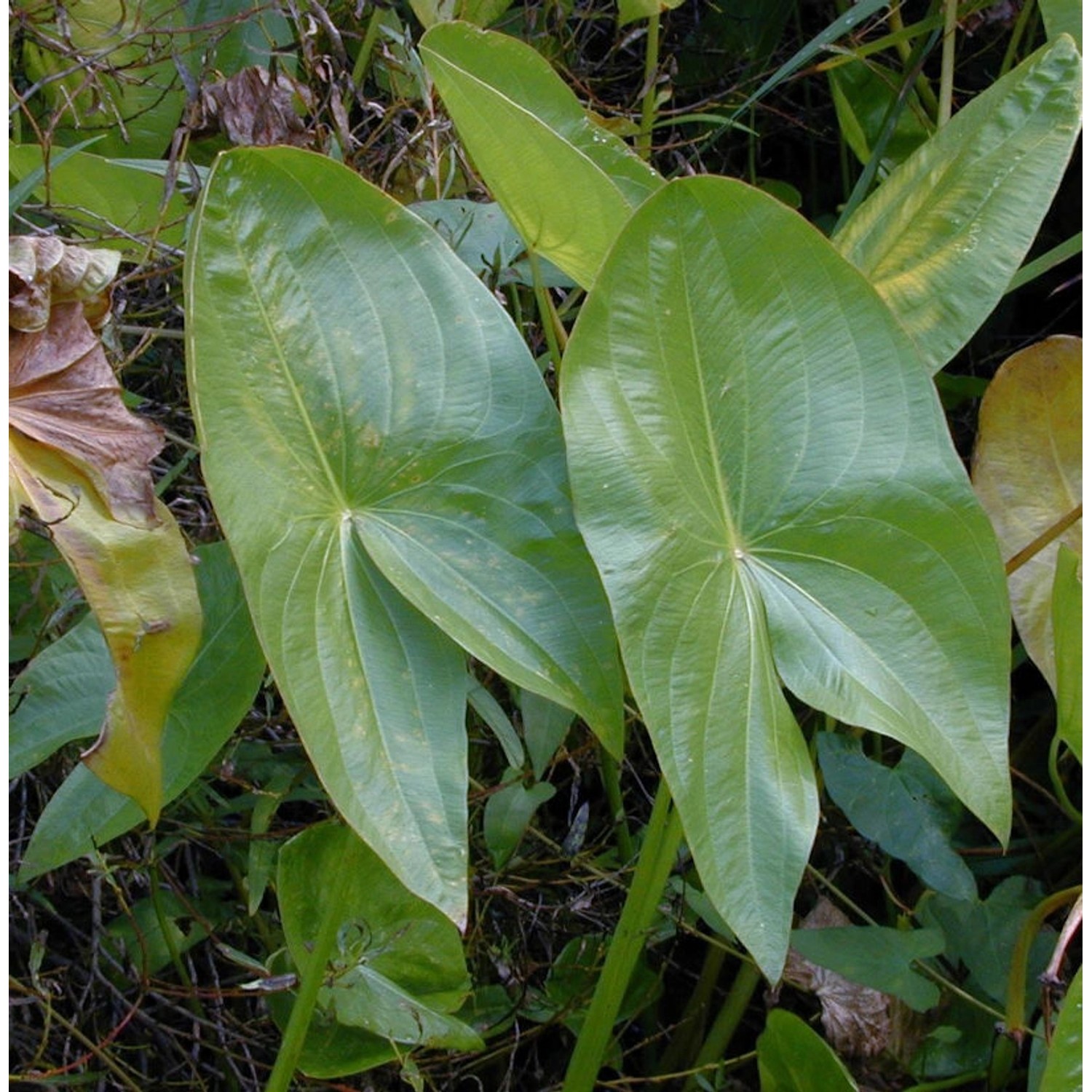 Bleitblättriges Pfeilkraut - Sagittaria latifolia günstig online kaufen