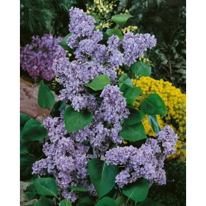 Flieder 'Katharine Havemeyer' mit lila Blüten und grünen Blättern, Stammhöhe 100 cm.