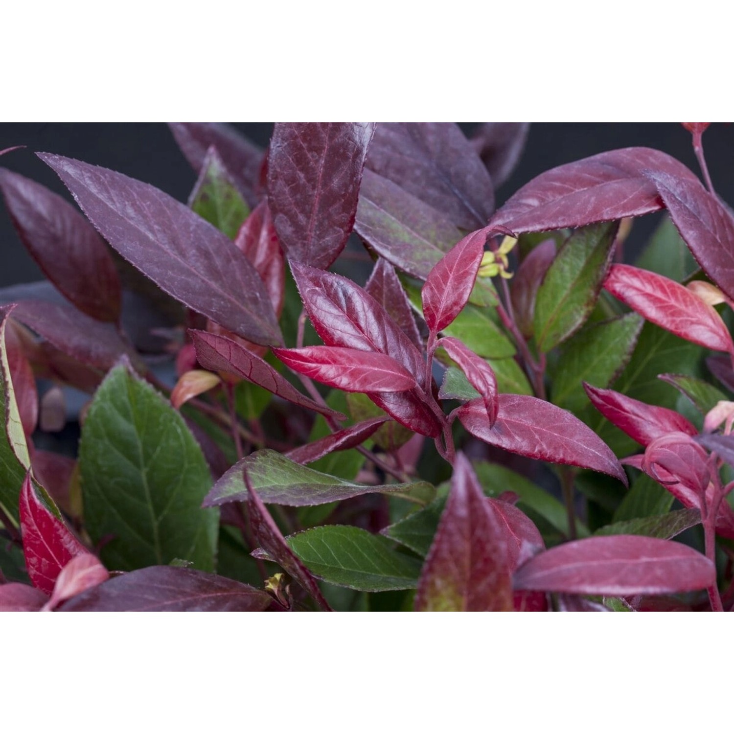 Leucothoe Walteri Scarletta Schattenglöckchen Rot 40–50 cm günstig online kaufen