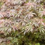 Acer Palmatum Jerre Schwartz, Japanischer Ahorn mit filigranem, rötlichem Laub.