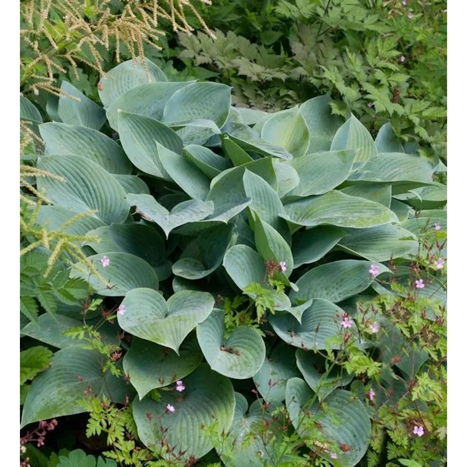 Graublattfunkie Halcyon - großer Topf - Hosta tardiana