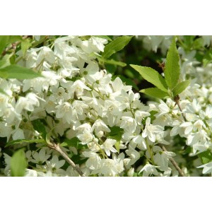 Detailaufnahme des blühenden, weißen Duftjasmin Philadelphus Manteau Dharmine Strauchs.
