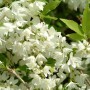 Detailaufnahme des blühenden, weißen Duftjasmin Philadelphus Manteau Dharmine Strauchs.