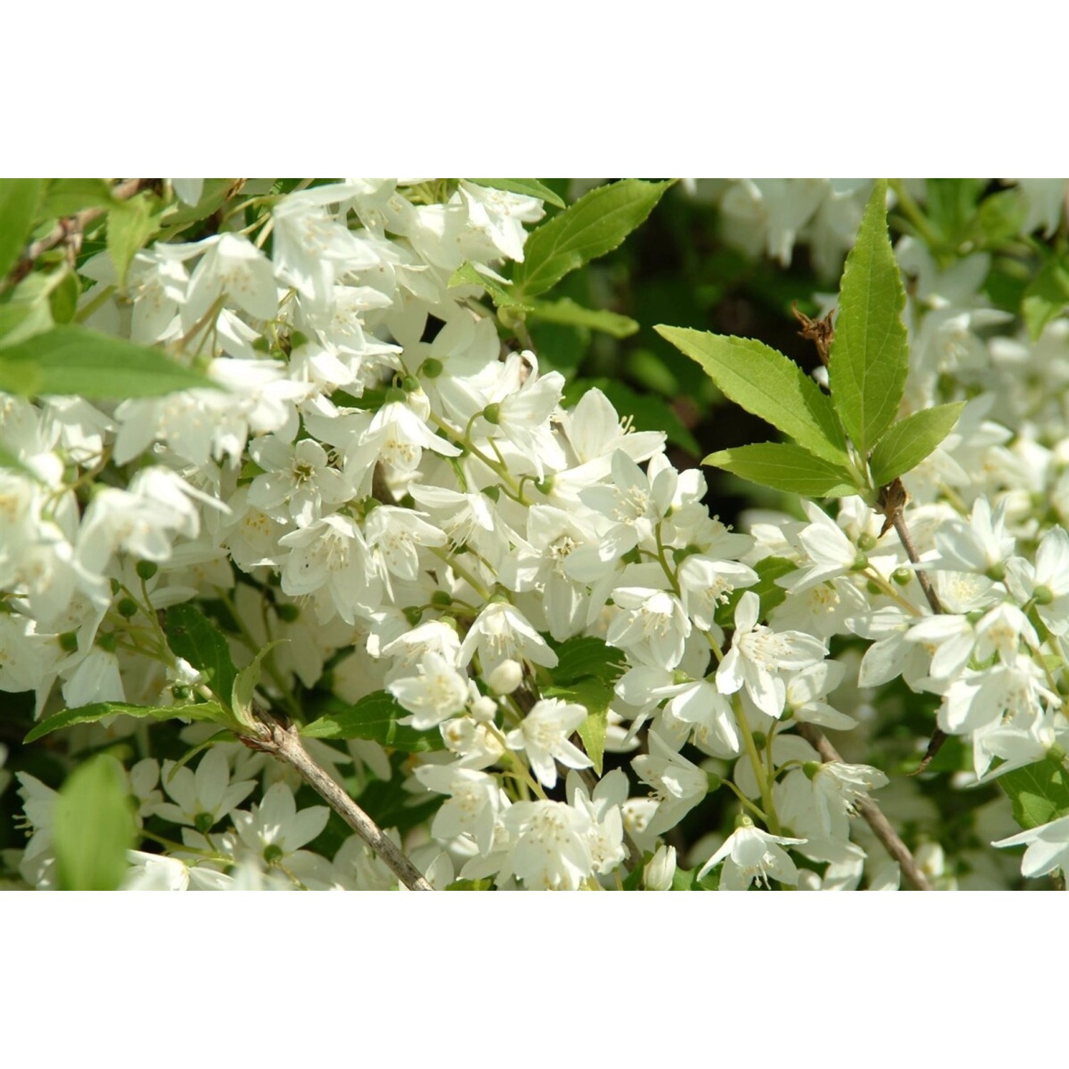 Philadelphus Manteau Dharmine Duftjasmin Weiß 60–80 cm günstig online kaufen
