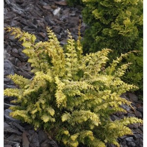 Gelbe Hinoki Zypresse 'Fernspray Gold', 20-25cm, ein Strauch für sonnige Standorte.