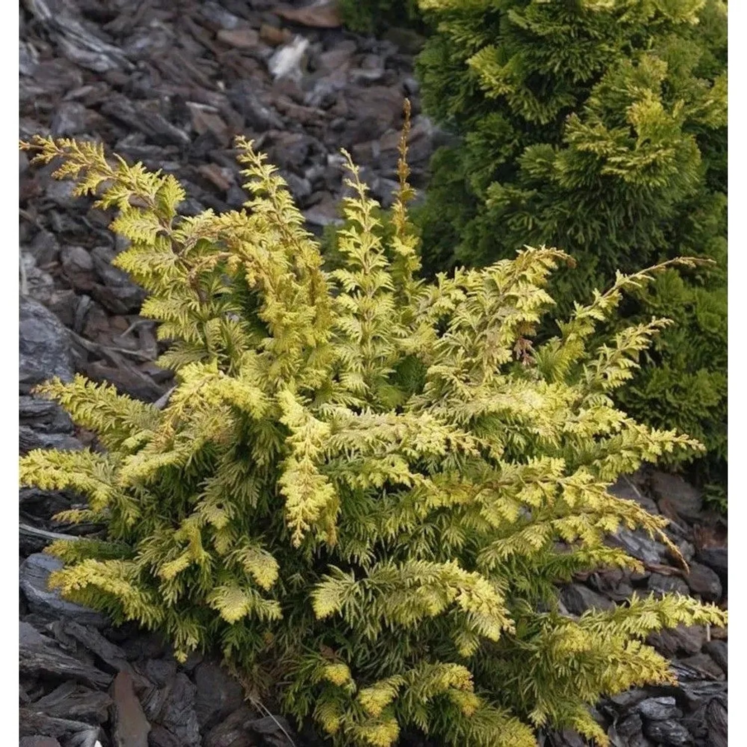 Hinoki Zypresse Fernspray Gold 20-25cm - Chamaecyparis obtusa