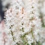 Detailaufnahme der weißen Blütenstände einer Tiarella Laciniata Arpeggio Staude.