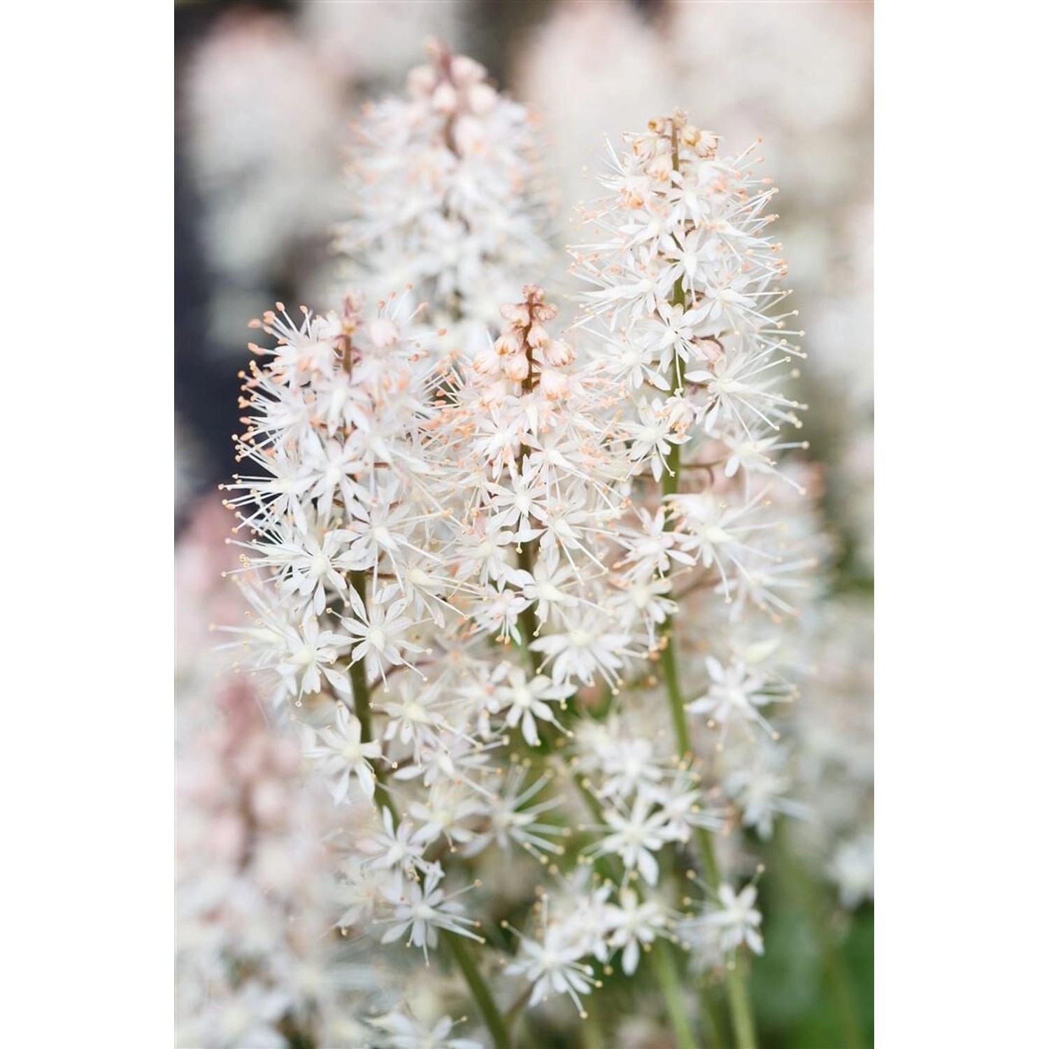 Tiarella Laciniata Arpeggio Ca. 9x9 cm Topf günstig online kaufen
