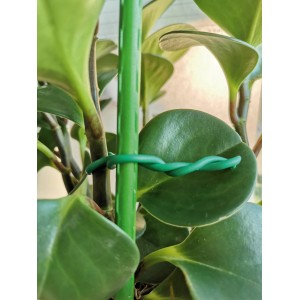 Grüner Garten-Bindedraht fixiert Pflanze an Stab. Praktischer Helfer zum Hochbinden im Garten.