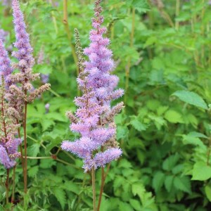 6 x Teppichspiere 'Pumila' Astilbe chinensis Topf 9cm Beetrandpflanze