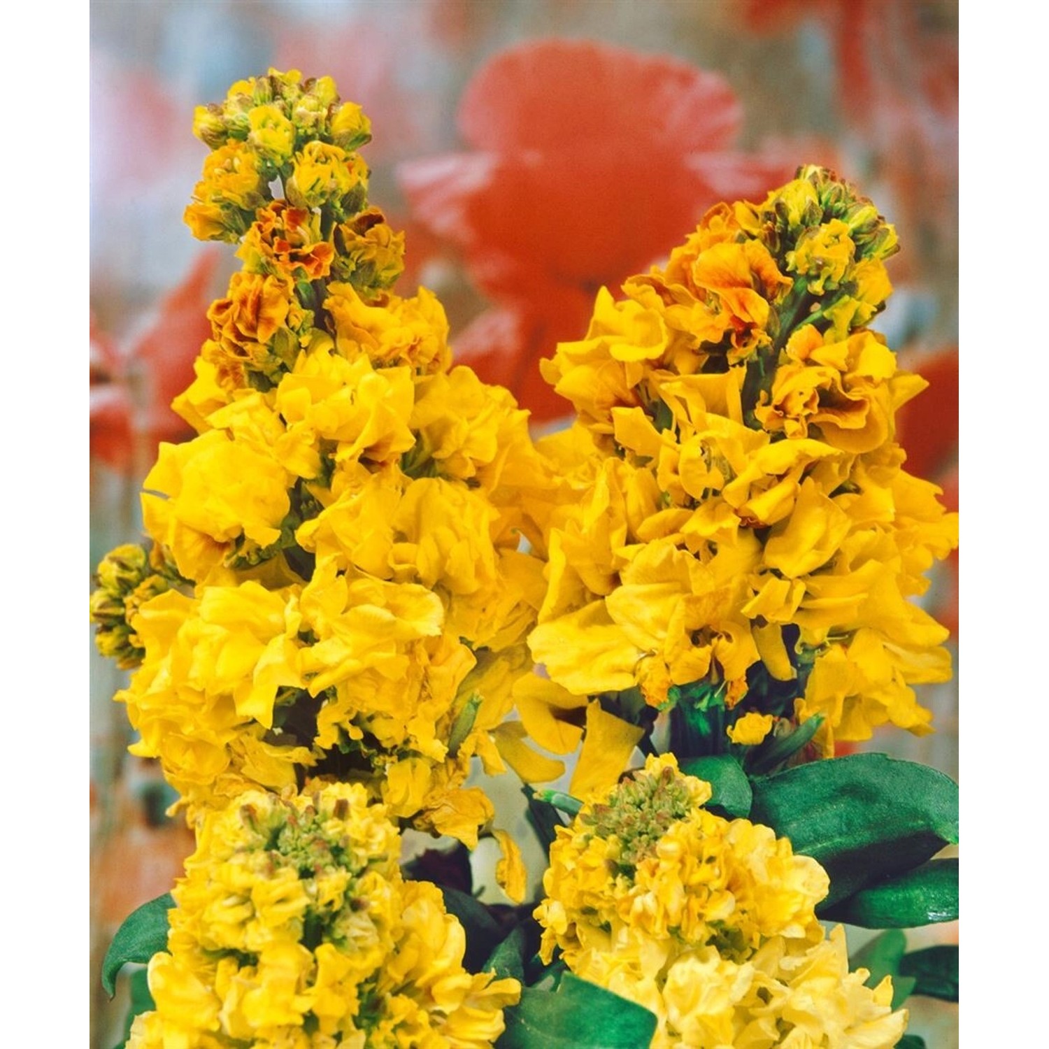 Erysimum Cheiri Goldlack Yellow Bird Ca. 9x9 cm Topf günstig online kaufen