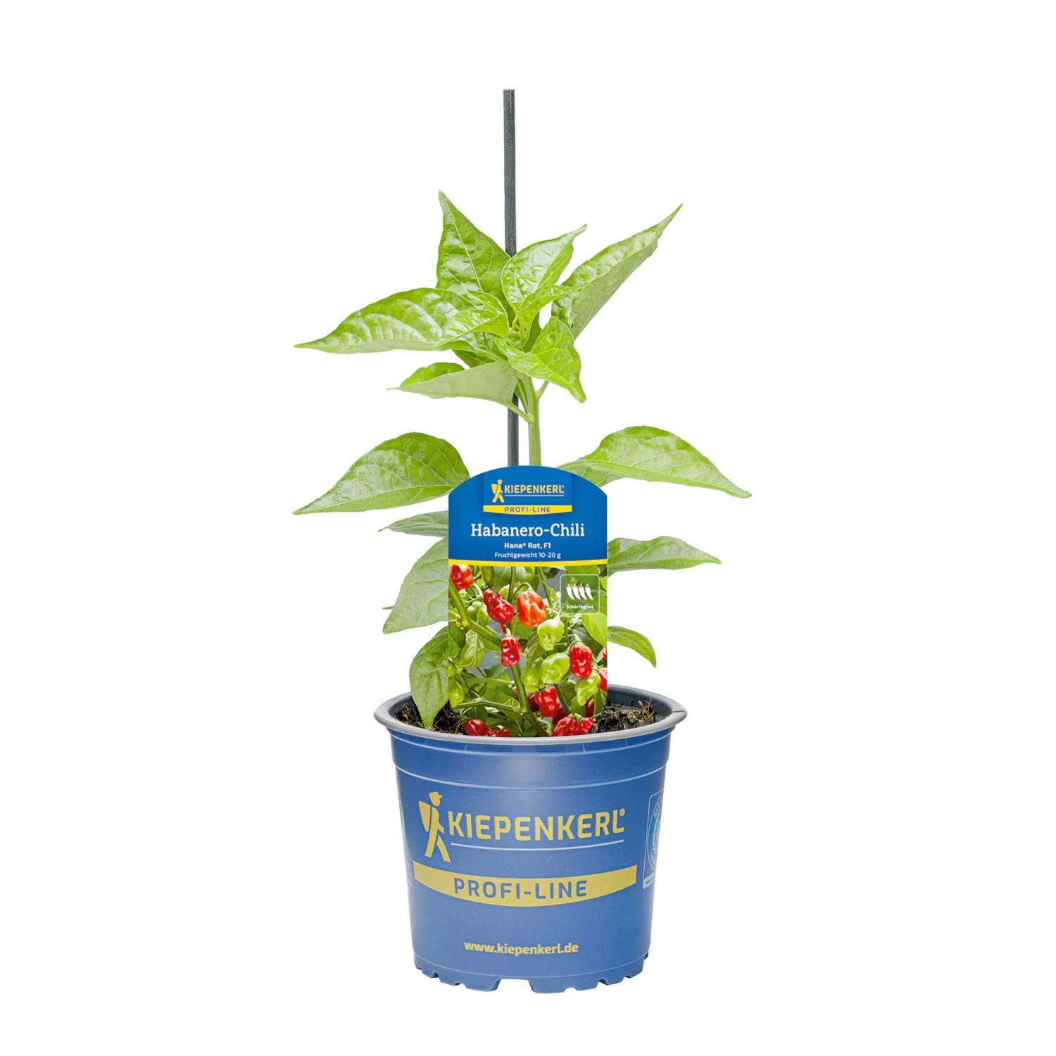 Kiepenkerl Chili-Paprika "Hana® Rot, F1" Topf-Ø ca. 10,5 cm Capsicum chinense