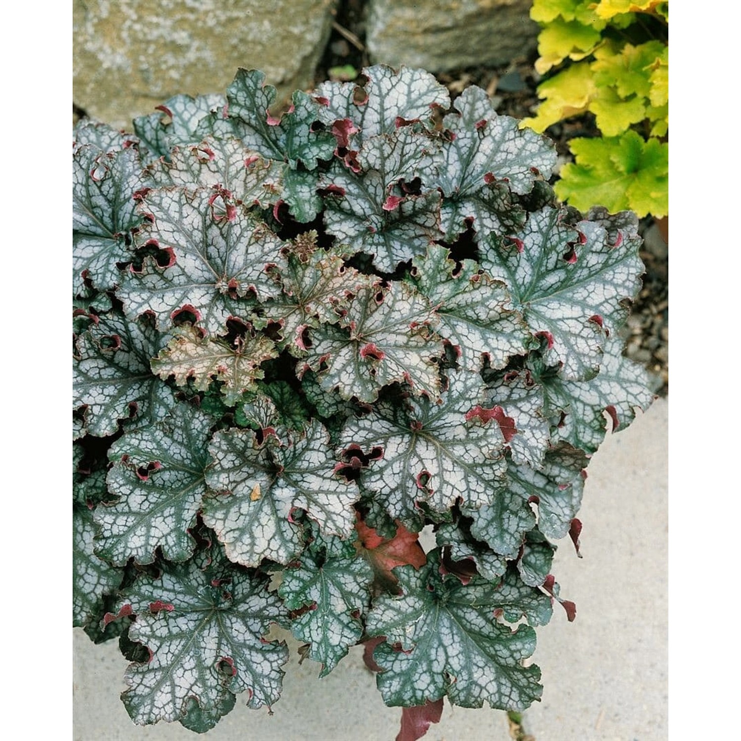 Heuchera Micrantha Can Can Purpurglöckchen 2 Liter Container günstig online kaufen