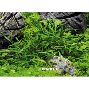 Dennerle Plants Cryptocoryne Parva, kleine grüne Aquariumpflanze für den Vordergrund im Aquarium.